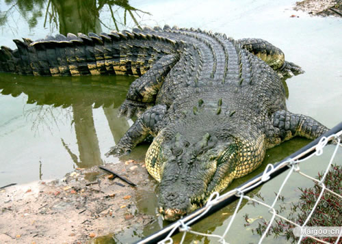 【巨型动物排名】世界十大巨型动物大揭秘 看照片吓哭