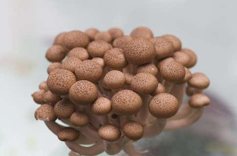 【吃什么蔬菜美白】吃什么蔬菜可以美白 十大营养美白蔬菜