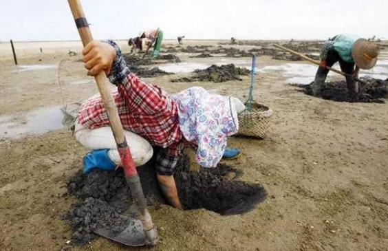 农妇泥地挖出怪虫 竟月赚5千!