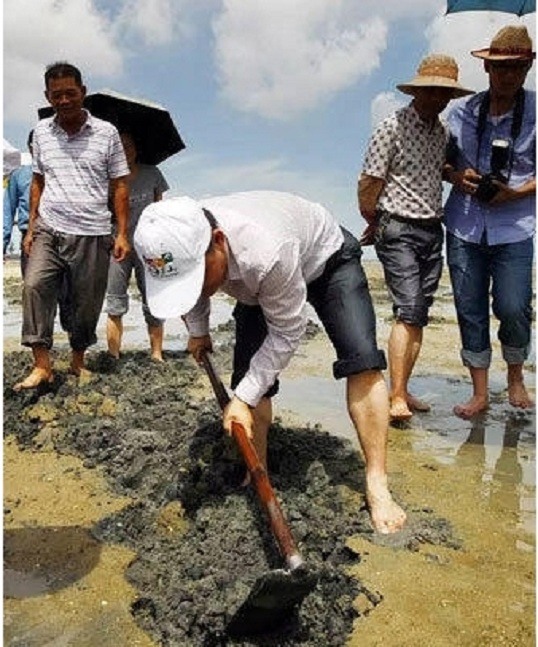 农妇泥地挖出怪虫 竟月赚5千!