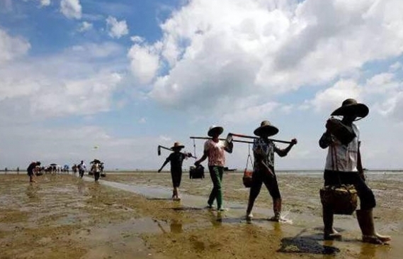 农妇泥地挖出怪虫 竟月赚5千!