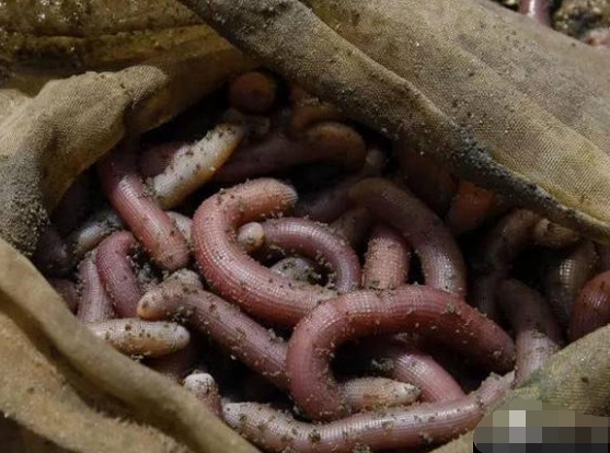 农妇泥地挖出怪虫 竟月赚5千!