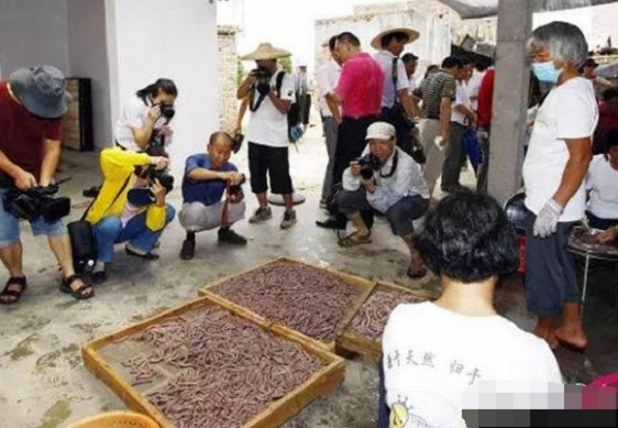 农妇泥地挖出怪虫 竟月赚5千!