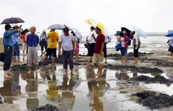 农妇泥地挖出怪虫 竟月赚5千!