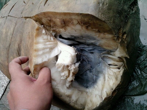 鱼塘里打捞出一物 竟价值千万！