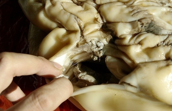 鱼塘里打捞出一物 竟价值千万！