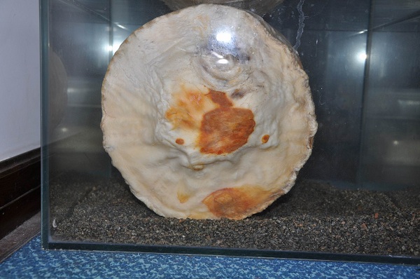 鱼塘里打捞出一物 竟价值千万！