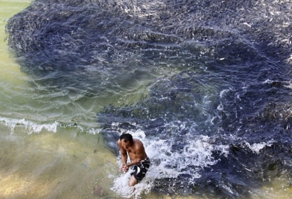 傻眼!海边游泳时惊现黑乎乎一片