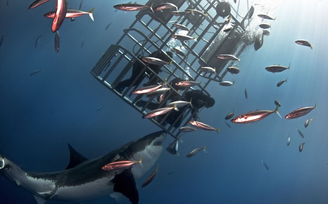 不寒而栗！海底探险遇不速之客