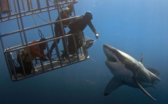 不寒而栗！海底探险遇不速之客
