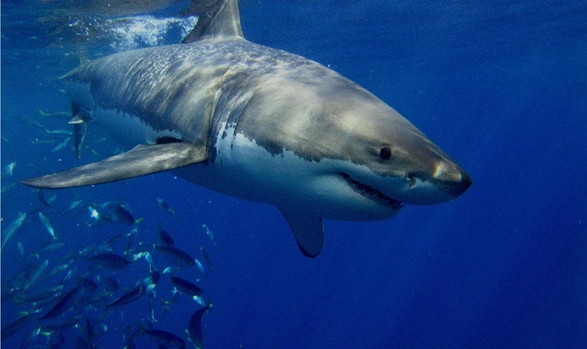 不寒而栗！海底探险遇不速之客