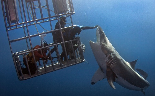 不寒而栗！海底探险遇不速之客