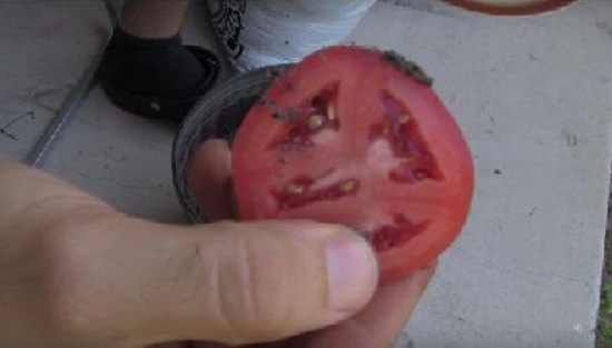 男子把西红柿放入盆中 出现神奇一幕