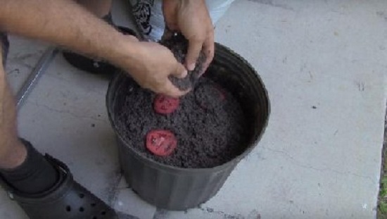 男子把西红柿放入盆中 出现神奇一幕