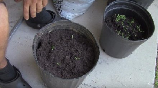 男子把西红柿放入盆中 出现神奇一幕