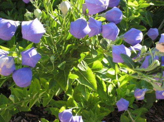 【奇花异草】少见的奇花异草图片 这些是药物还大补