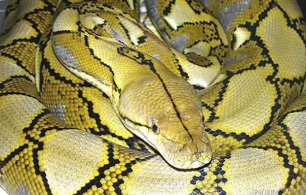 【最长的动物】世界最长动物 这怪物长度曾达55米