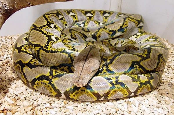 【最长的动物】世界最长动物 这怪物长度曾达55米