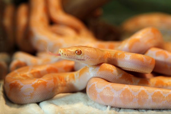 【最长的动物】世界最长动物 这怪物长度曾达55米