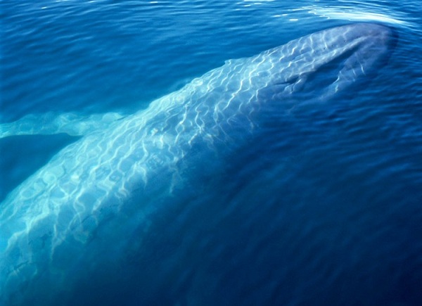 【最长的动物】世界最长动物 这怪物长度曾达55米