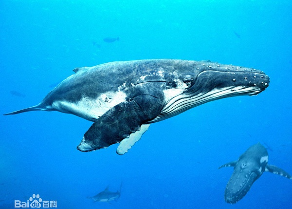 【最长的动物】世界最长动物 这怪物长度曾达55米