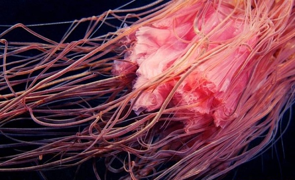 【最长的动物】世界最长动物 这怪物长度曾达55米