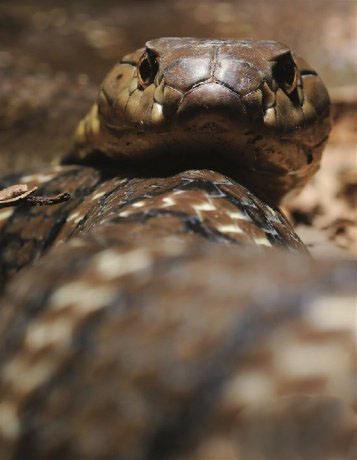 人蛇大战,惊悚,蛇吞蛇,场面,震撼人心