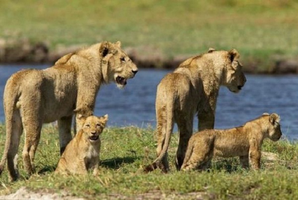 【母爱伟大】母狮为保护狮宝宝过河 与鳄鱼殊死搏斗
