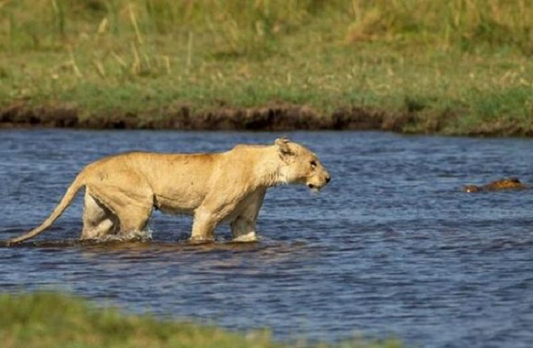 【母爱伟大】母狮为保护狮宝宝过河 与鳄鱼殊死搏斗