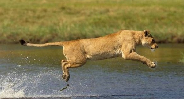 【母爱伟大】母狮为保护狮宝宝过河 与鳄鱼殊死搏斗