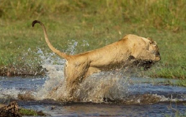 【母爱伟大】母狮为保护狮宝宝过河 与鳄鱼殊死搏斗