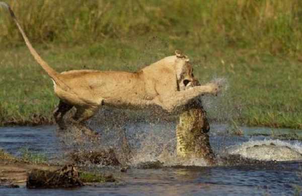 【母爱伟大】母狮为保护狮宝宝过河 与鳄鱼殊死搏斗