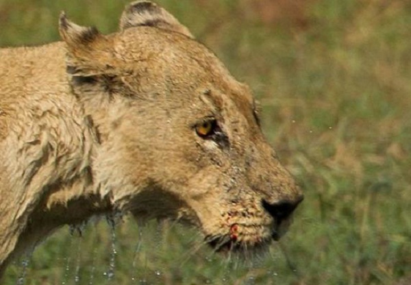 【母爱伟大】母狮为保护狮宝宝过河 与鳄鱼殊死搏斗