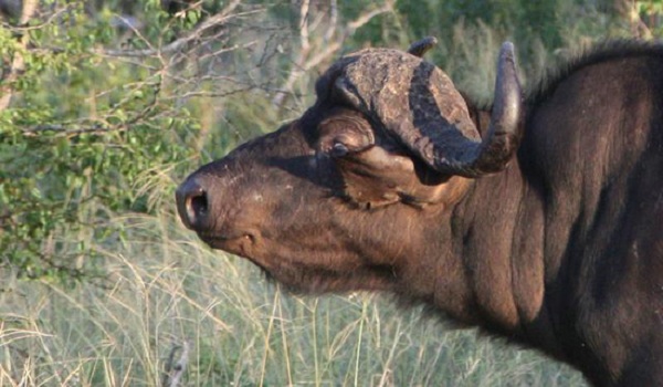 狮子与水牛的血腥大战：水牛单挑7头狮子实拍