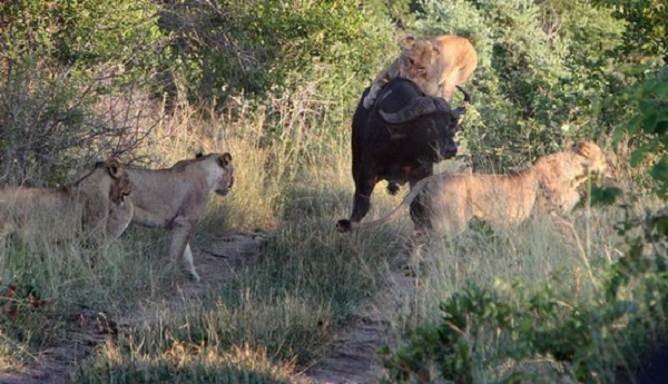 狮子与水牛的血腥大战：水牛单挑7头狮子实拍