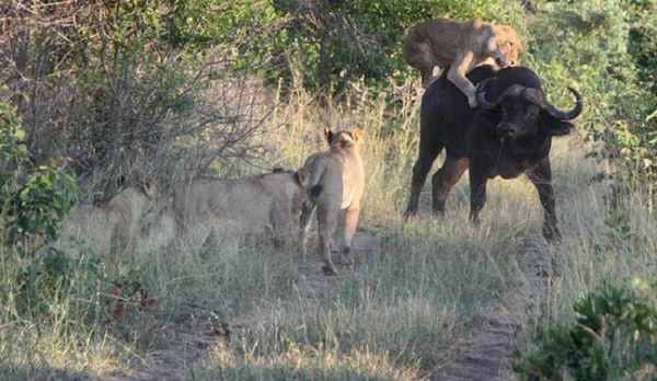 狮子与水牛的血腥大战：水牛单挑7头狮子实拍