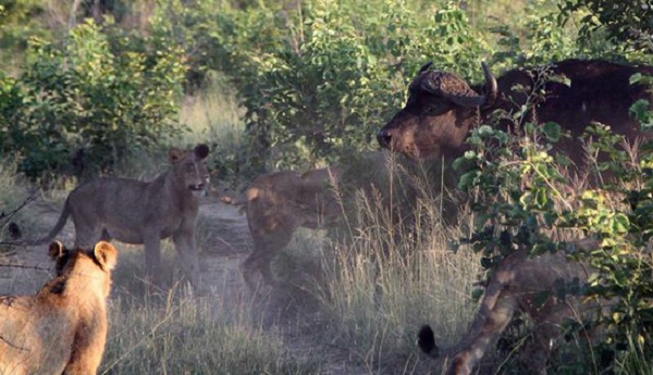 狮子与水牛的血腥大战：水牛单挑7头狮子实拍