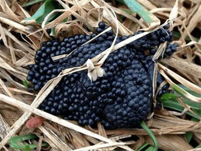 远看像桑葚近看竟是一群这物 远看像桑葚近看竟是一群这物