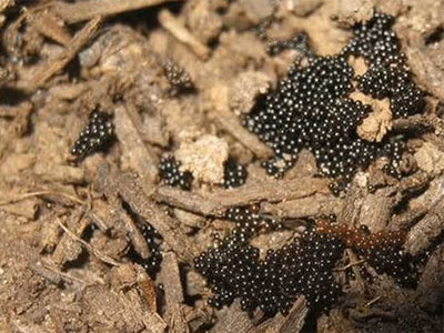 远看像桑葚近看竟是一群这物 远看像桑葚近看竟是一群这物