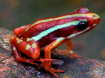 头皮发麻的恐怖生物:碰上这生物赶紧跑(图) 头皮发麻的恐怖生物:碰上这生物赶紧跑(图)