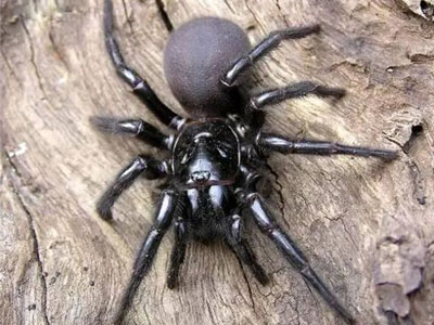 头皮发麻的恐怖生物:碰上这生物赶紧跑(图) 头皮发麻的恐怖生物:碰上这生物赶紧跑(图)