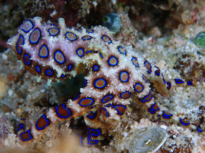 头皮发麻的恐怖生物:碰上这生物赶紧跑(图) 头皮发麻的恐怖生物:碰上这生物赶紧跑(图)