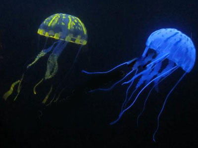 头皮发麻的恐怖生物:碰上这生物赶紧跑(图) 头皮发麻的恐怖生物:碰上这生物赶紧跑(图)