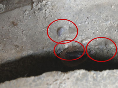 平时喝的桶装水竟从臭水沟取出：太吓人了（图）