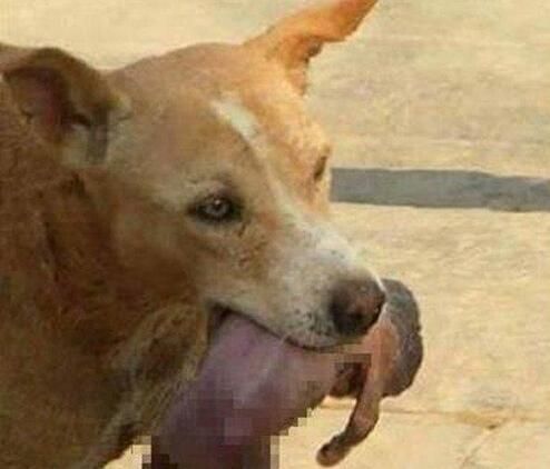 流浪狗含活婴去医院：真相让人心酸（图）