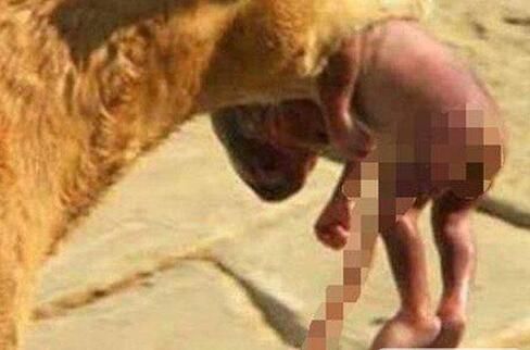 流浪狗含活婴去医院：真相让人心酸（图）