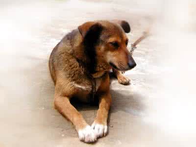 流浪狗含活婴去医院：真相让人心酸（图）