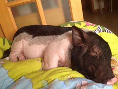 被窝这东西有多脏真相惊呆你 被窝这东西有多脏真相惊呆你