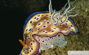 十大最恐怖动物 最致命最恐怖的动物都有哪些