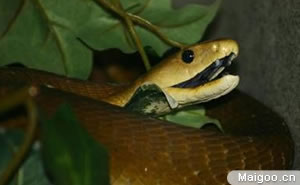 十大最恐怖动物 最致命最恐怖的动物都有哪些